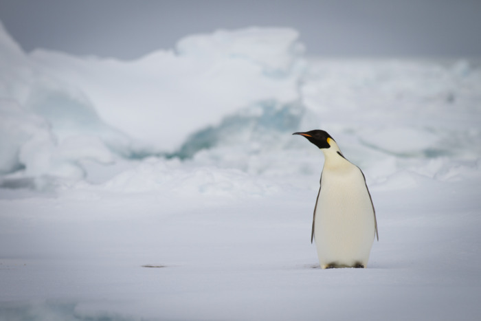 Pingune im Ross Meer - MS Heritage Adventurer - Antarktis Kreuzfahrt - Expedition Rossmeer - Nunaa Expeditions