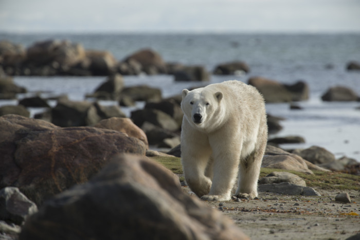 Beste Lodges in Arktische Kanada Nanuk Polar Bear Lodge - NUNAA Expeditions Polar Bears